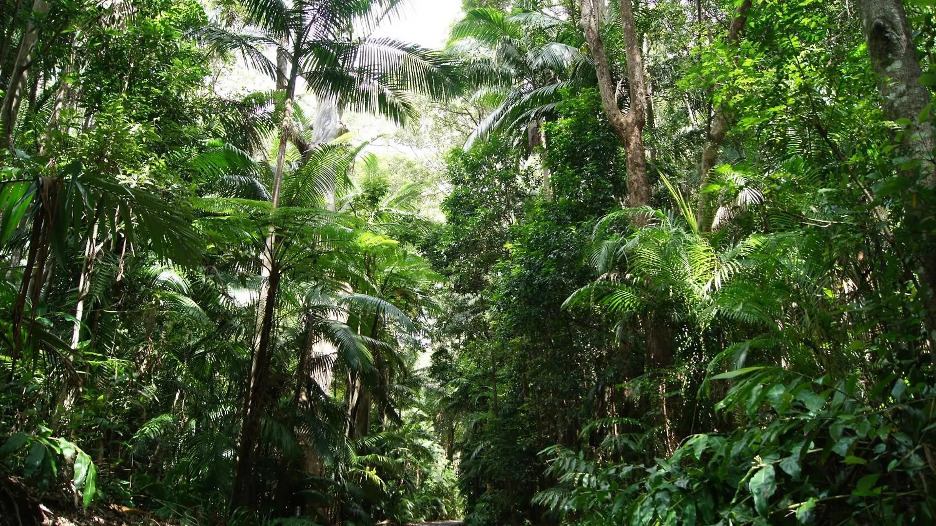 Songbirds Rainforest Retreat Mount Tamborine